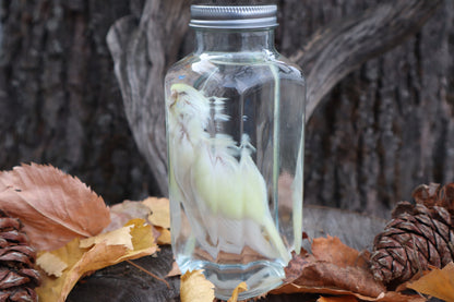 Parakeet Wet Specimen