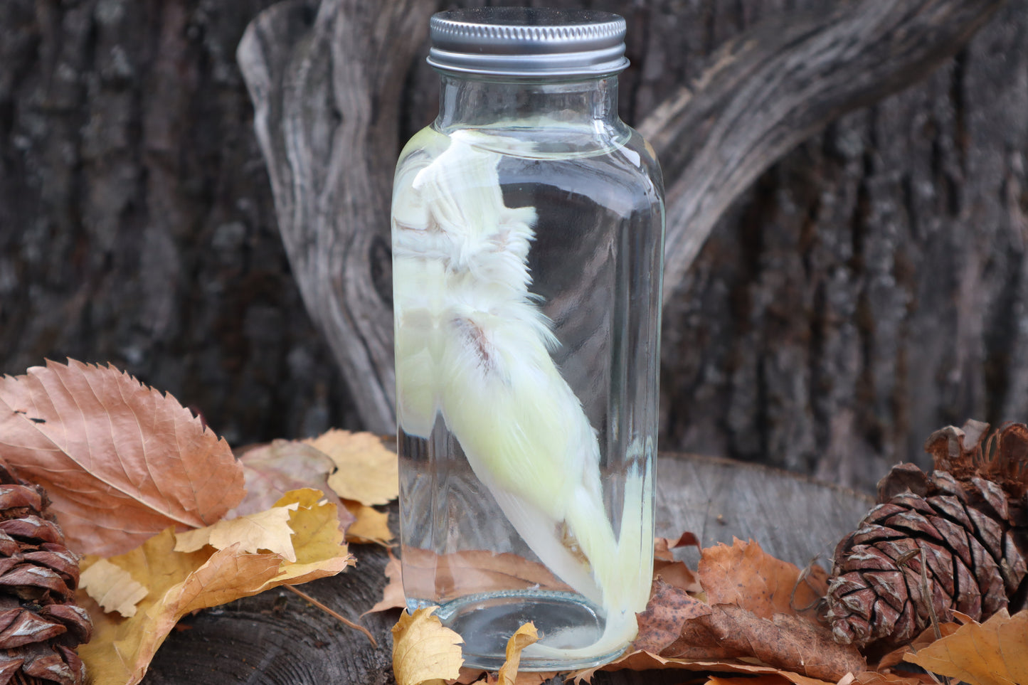 Parakeet Wet Specimen