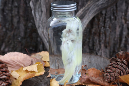 Parakeet Wet Specimen
