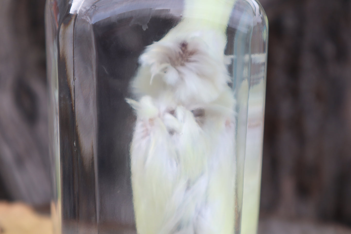 Parakeet Wet Specimen
