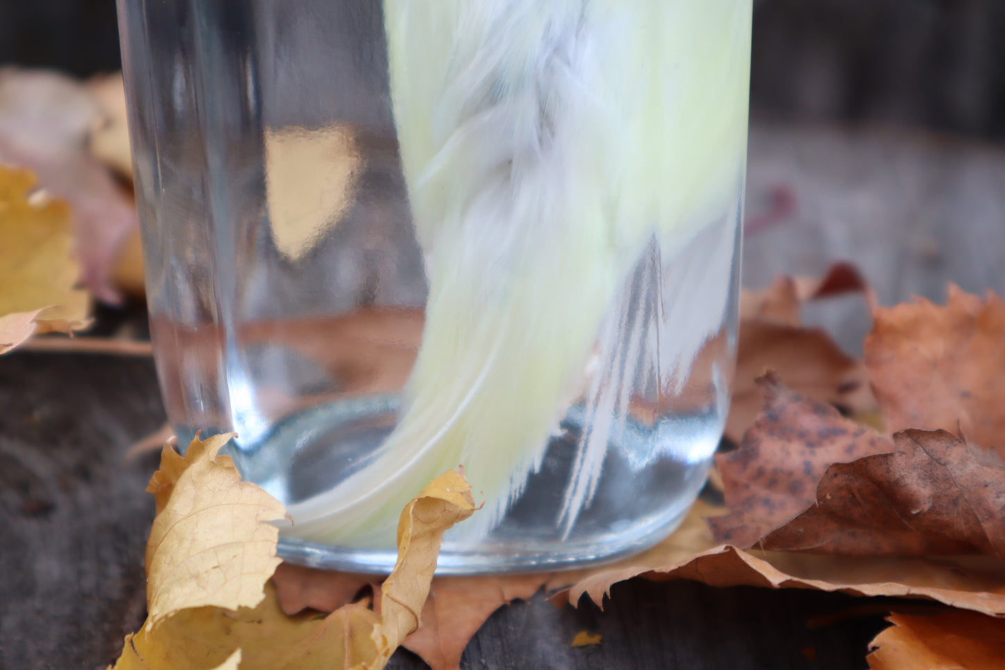 Parakeet Wet Specimen