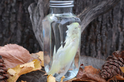 Parakeet Wet Specimen