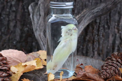Parakeet Wet Specimen