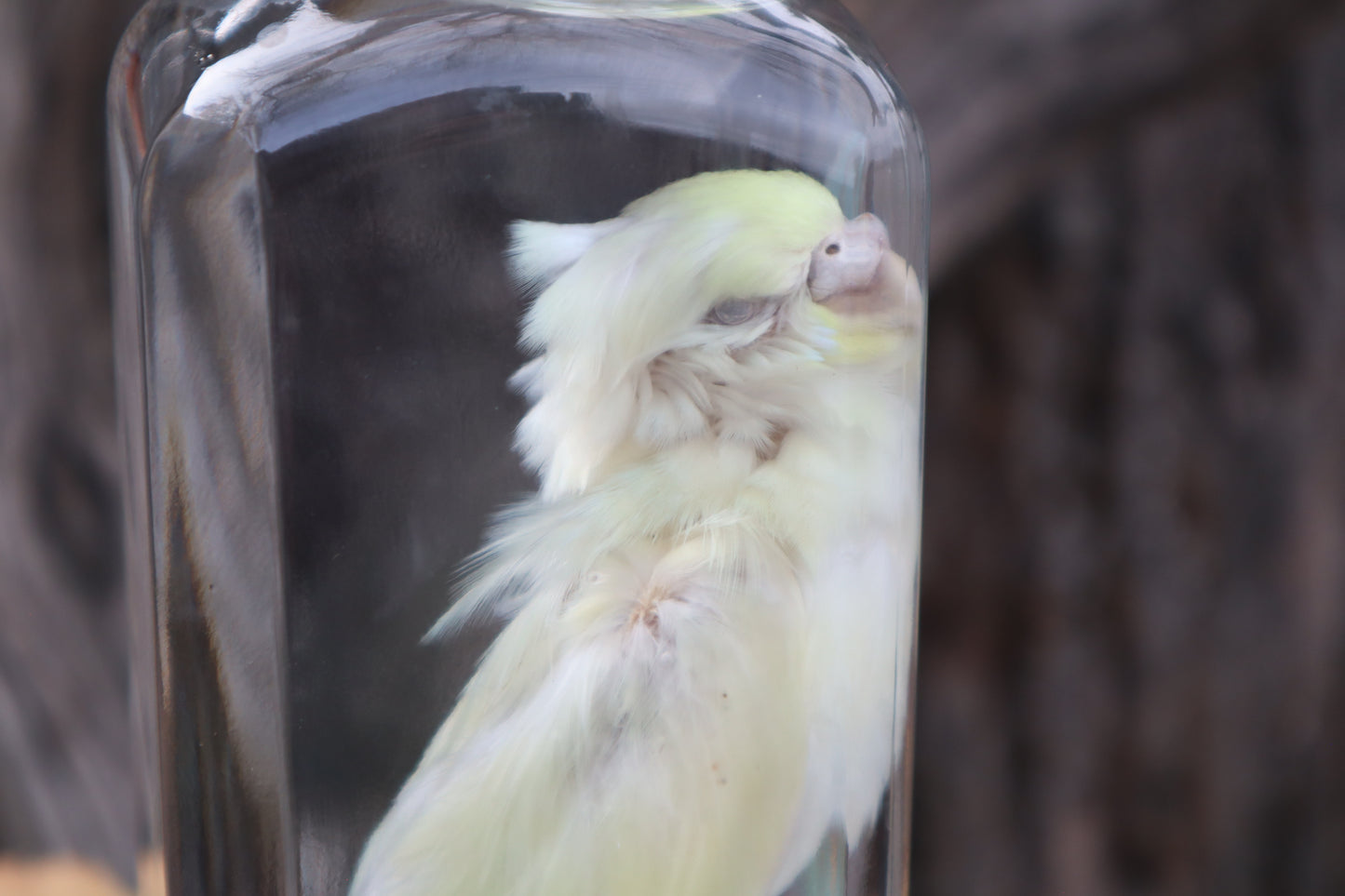 Parakeet Wet Specimen