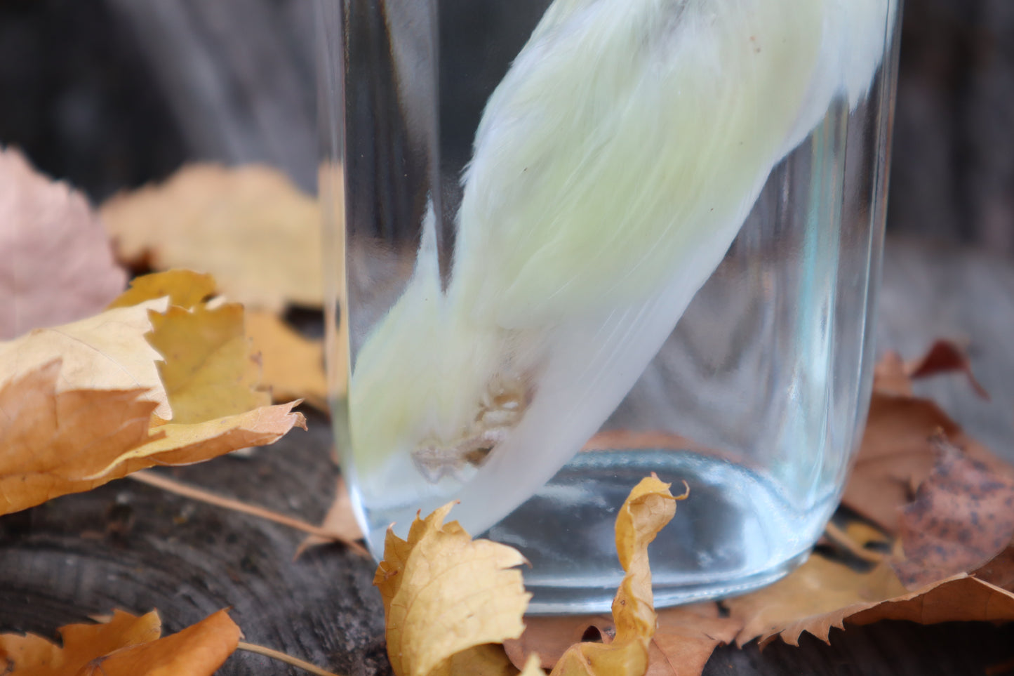 Parakeet Wet Specimen