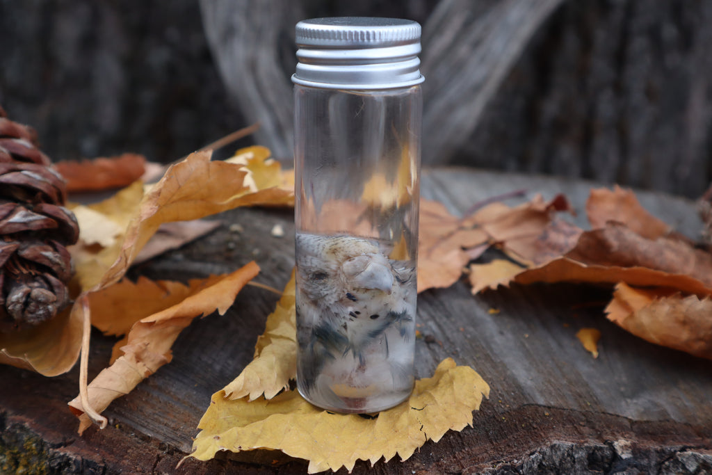 Parakeet Head Wet Specimen