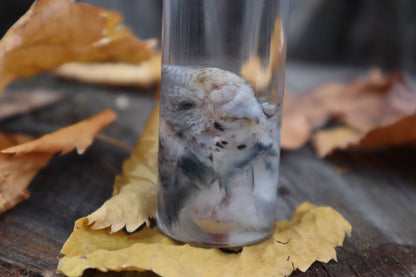 Parakeet Head Wet Specimen