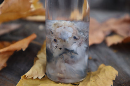Parakeet Head Wet Specimen