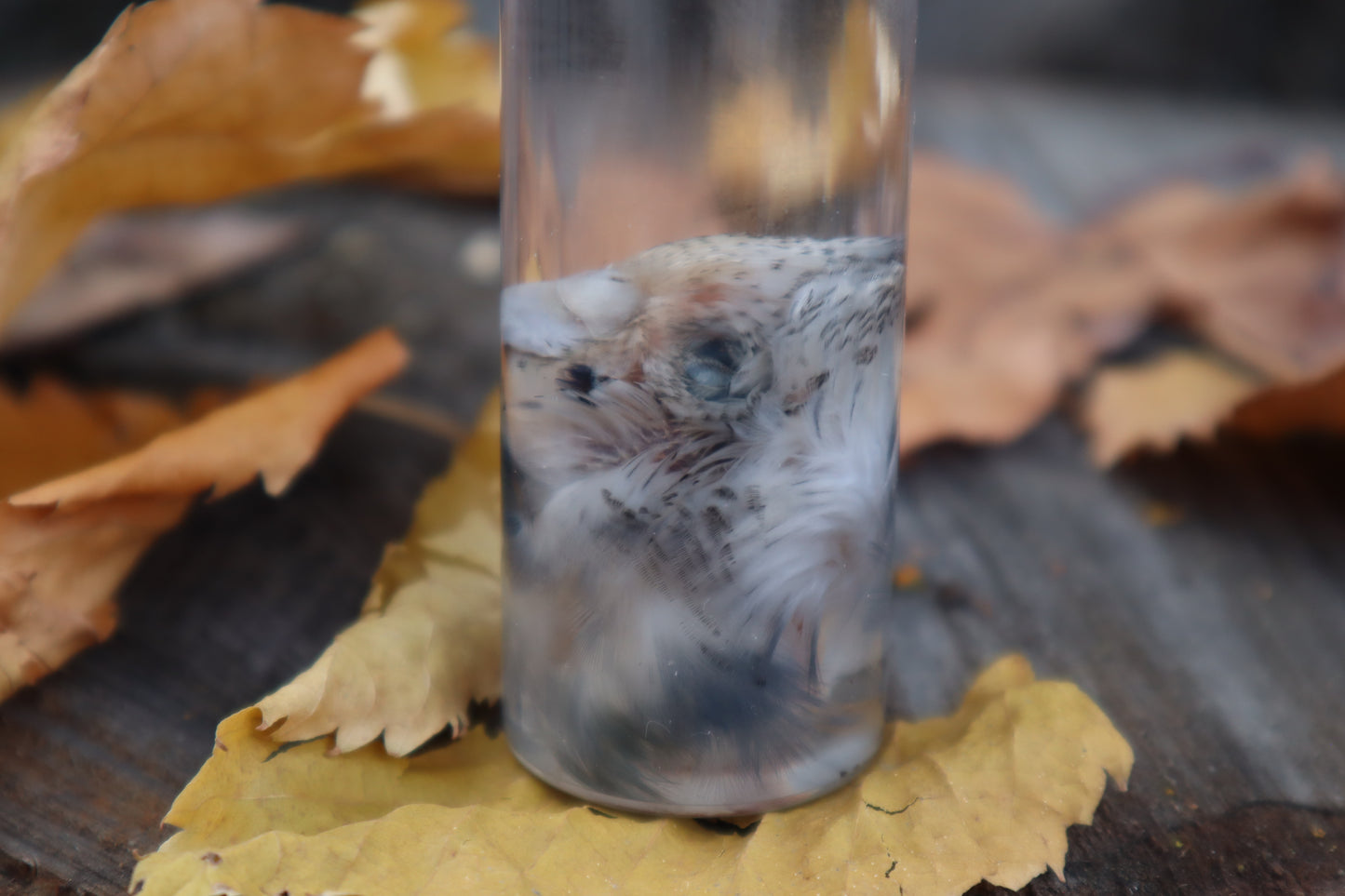 Parakeet Head Wet Specimen