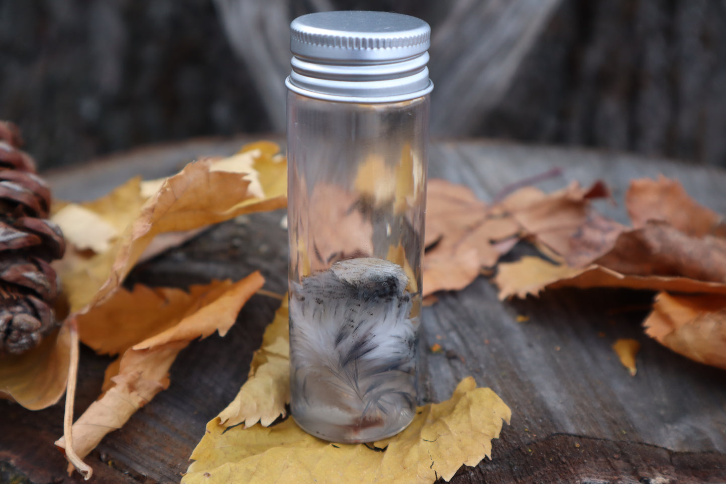 Parakeet Head Wet Specimen