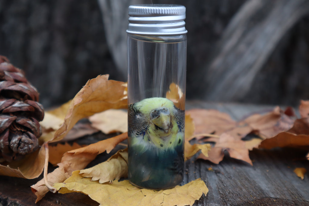 Parakeet Head Wet Specimen