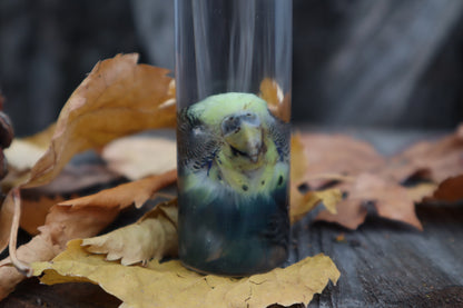 Parakeet Head Wet Specimen