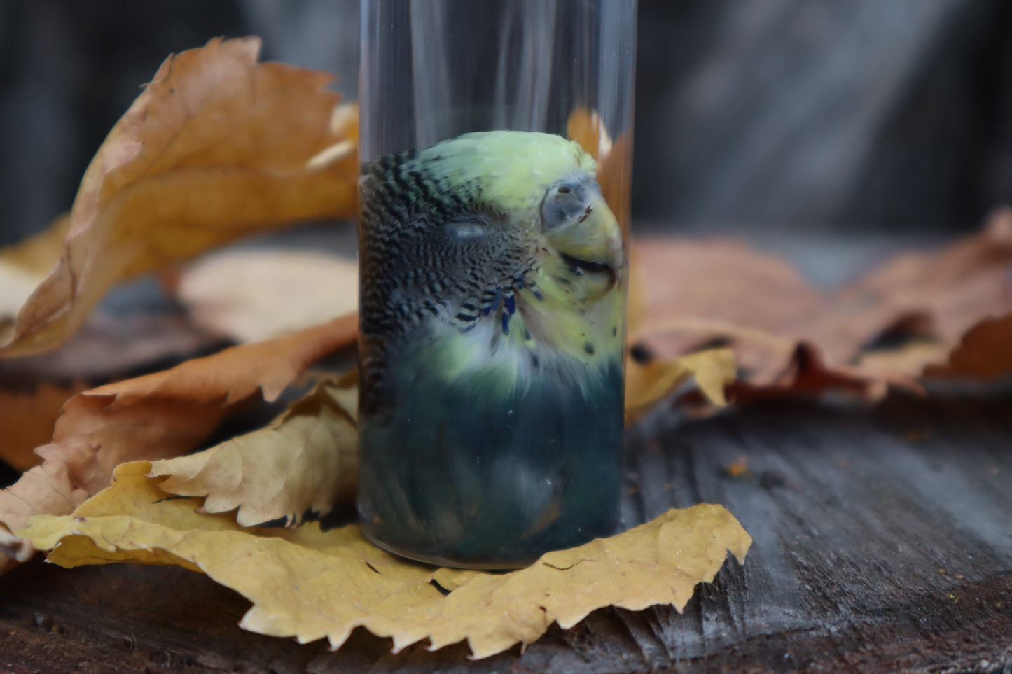 Parakeet Head Wet Specimen