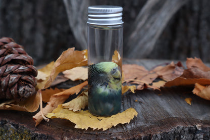 Parakeet Head Wet Specimen