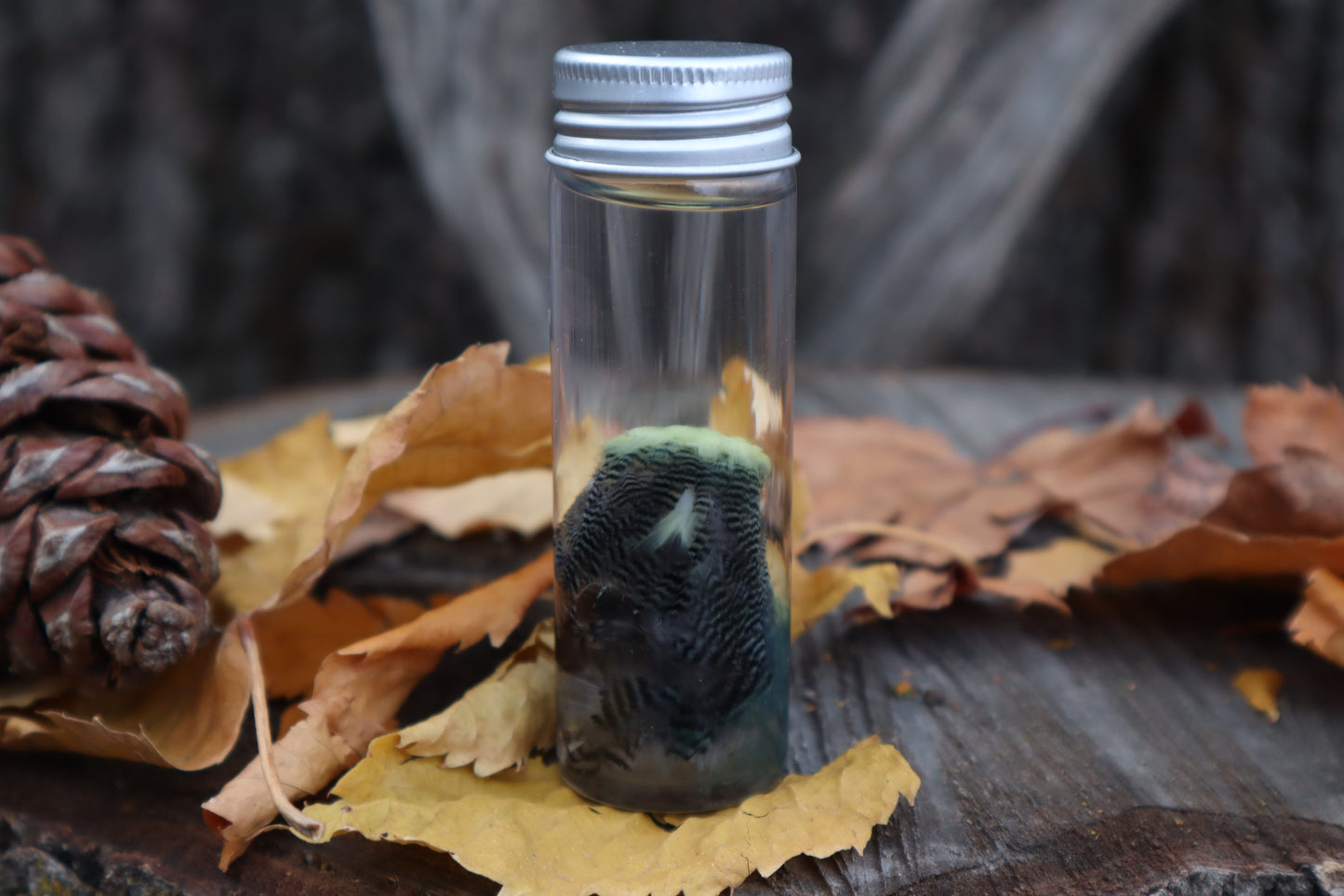 Parakeet Head Wet Specimen