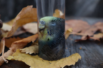 Parakeet Head Wet Specimen