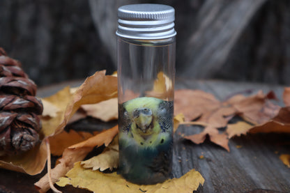 Parakeet Head Wet Specimen