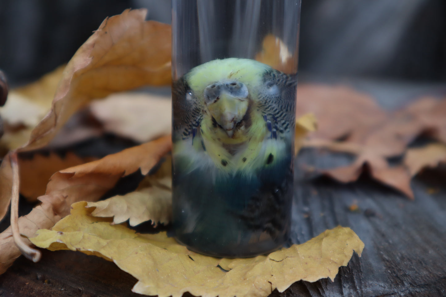 Parakeet Head Wet Specimen