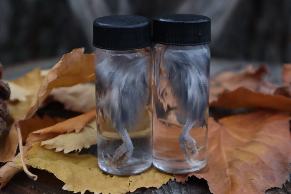 Parakeet Leg Wet Specimen
