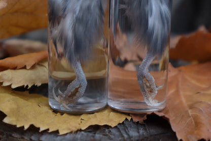 Parakeet Leg Wet Specimen