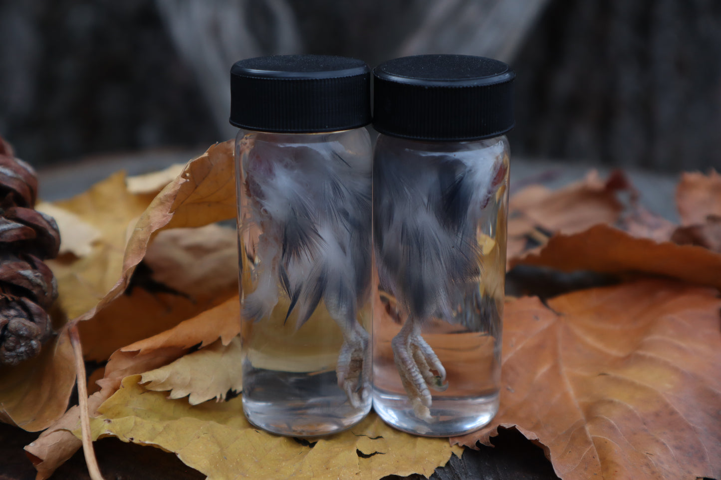 Parakeet Leg Wet Specimen