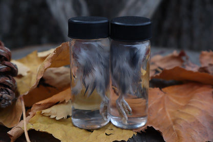 Parakeet Leg Wet Specimen