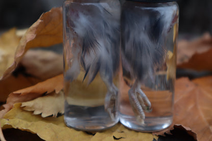 Parakeet Leg Wet Specimen