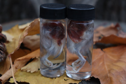 Parakeet Leg Wet Specimen