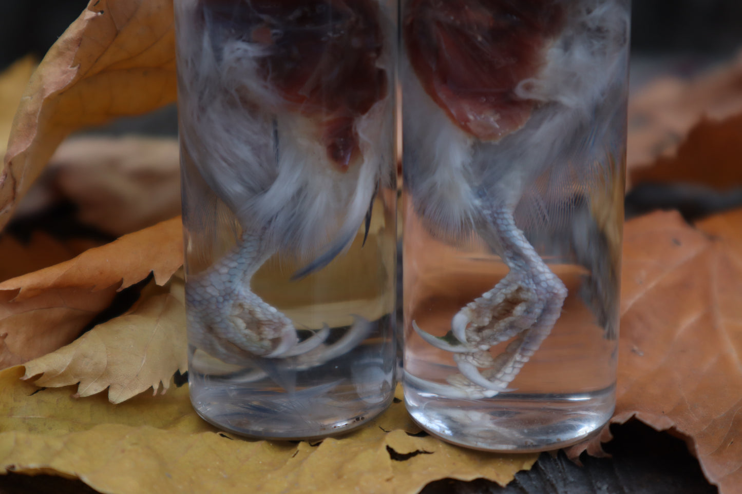 Parakeet Leg Wet Specimen