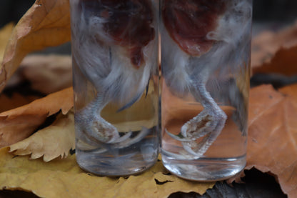 Parakeet Leg Wet Specimen