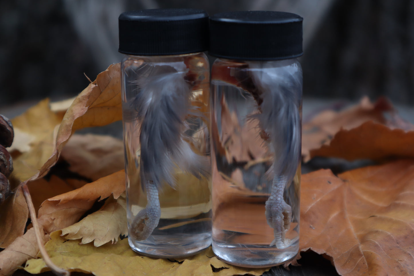 Parakeet Leg Wet Specimen