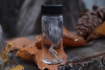Parakeet Leg Wet Specimen