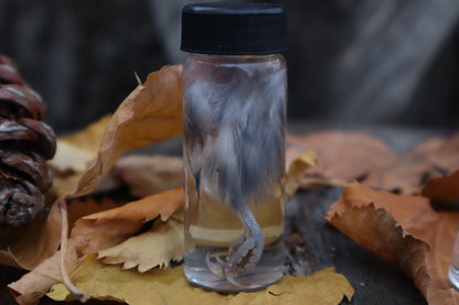Parakeet Leg Wet Specimen