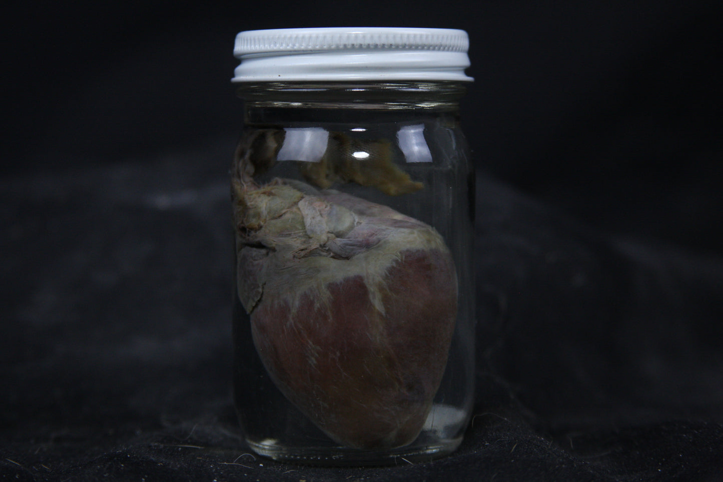 Gray Fox Heart Wet Specimen
