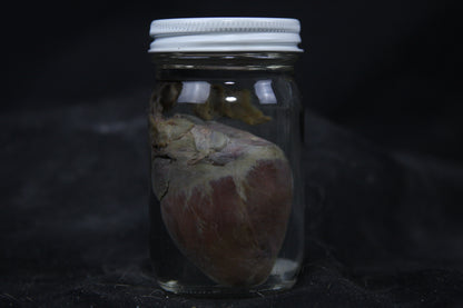 Gray Fox Heart Wet Specimen