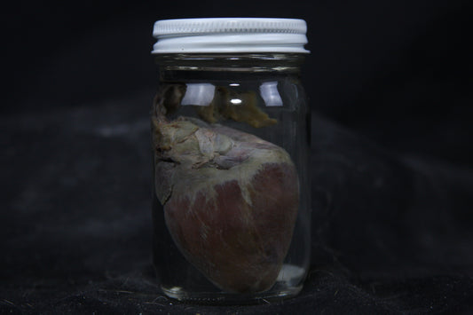 Gray Fox Heart Wet Specimen
