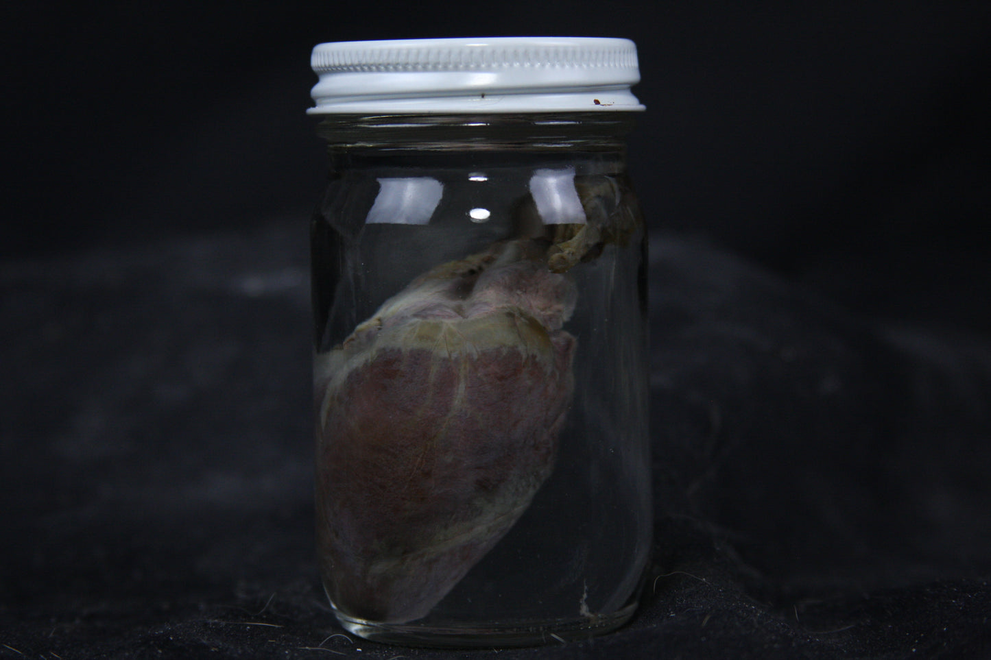 Gray Fox Heart Wet Specimen