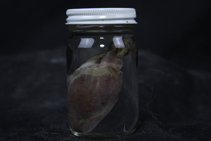 Gray Fox Heart Wet Specimen