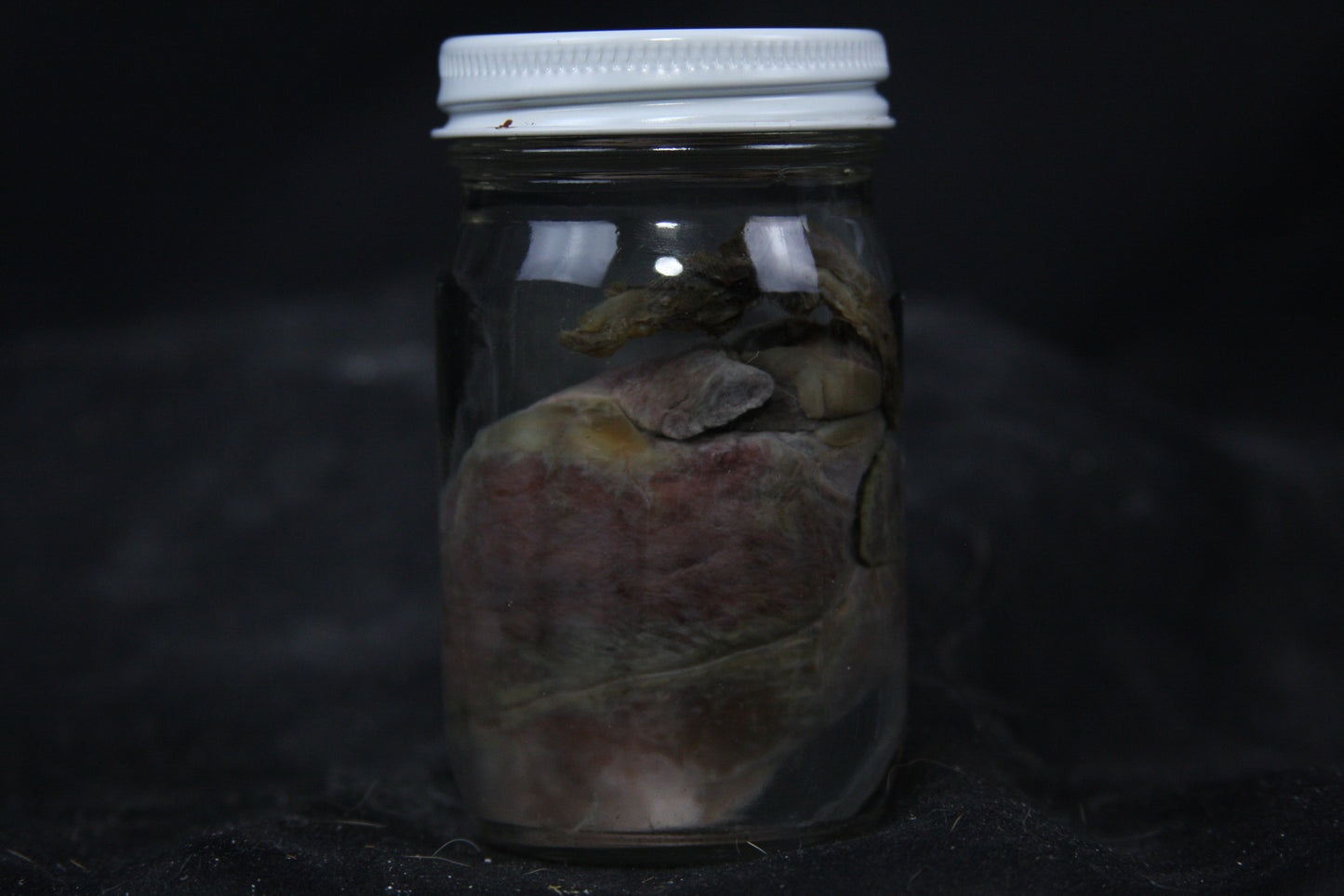 Gray Fox Heart Wet Specimen