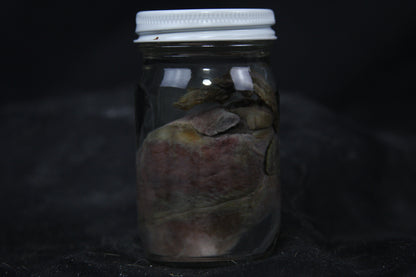 Gray Fox Heart Wet Specimen