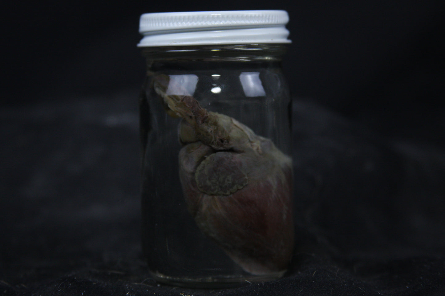 Gray Fox Heart Wet Specimen