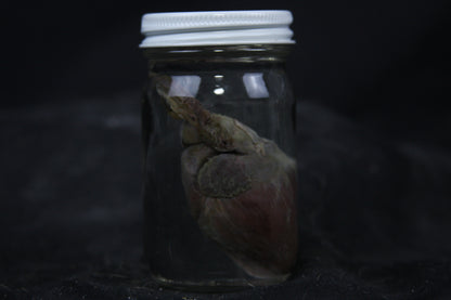 Gray Fox Heart Wet Specimen