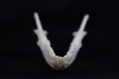 Geriatric Red Fox Mandible