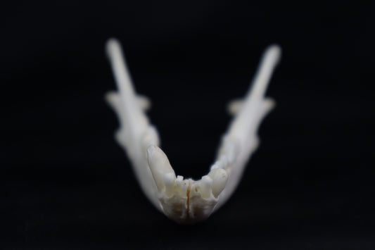 Geriatric Red Fox Mandible