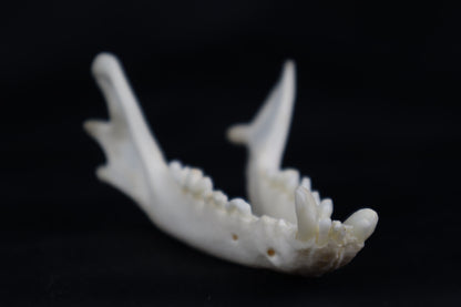 Geriatric Red Fox Mandible