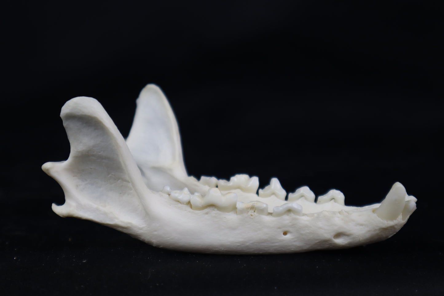 Geriatric Red Fox Mandible