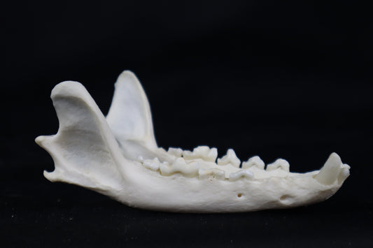Geriatric Red Fox Mandible