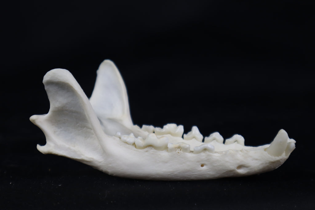 Geriatric Red Fox Mandible