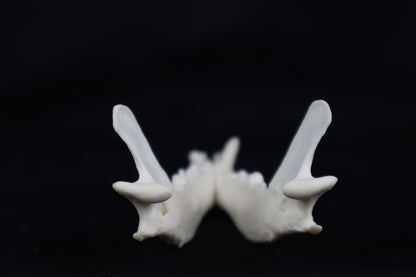 Geriatric Red Fox Mandible
