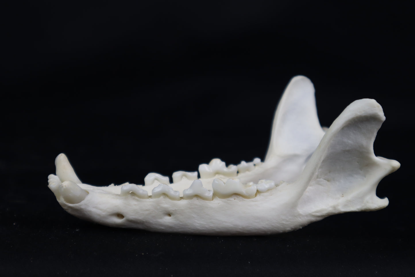 Geriatric Red Fox Mandible